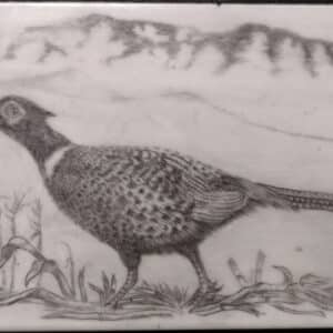 Ring Neck Pheasant
