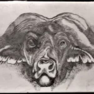 Cape Buffalo