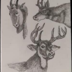 Mule Deer - Goat - Long Horn Antelope