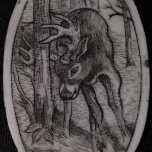 Whitetail Buck